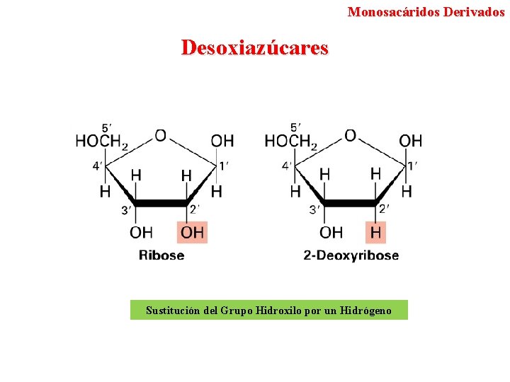 Monosacáridos Derivados Desoxiazúcares Sustitución del Grupo Hidroxilo por un Hidrógeno 