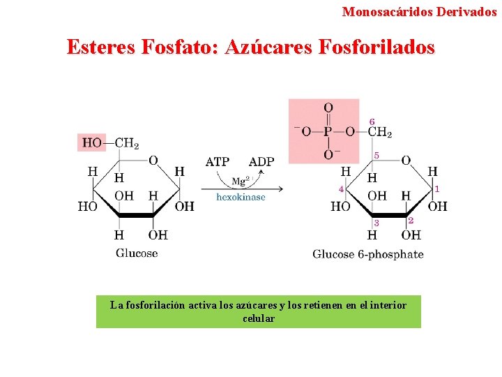 Monosacáridos Derivados Esteres Fosfato: Azúcares Fosforilados La fosforilación activa los azúcares y los retienen