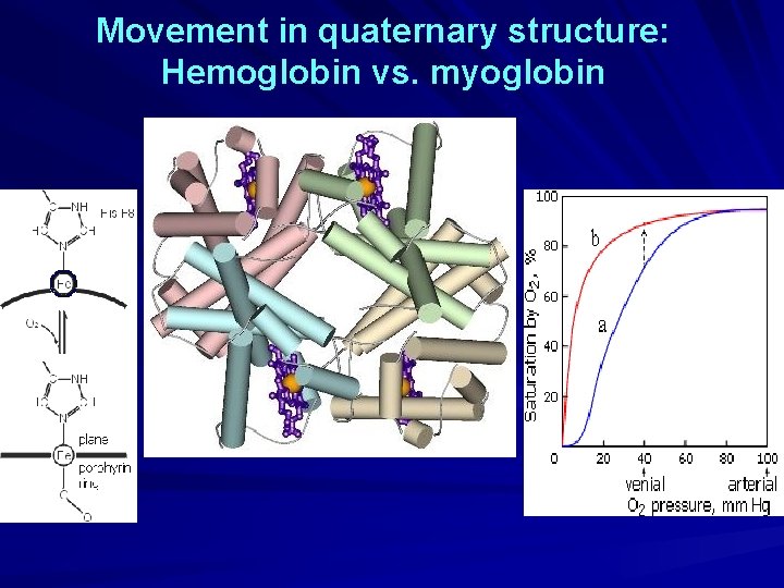 Movement in quaternary structure: Hemoglobin vs. myoglobin 