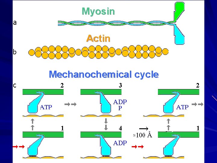 Myosin Actin Mechanochemical cycle 