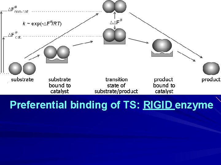 Preferential binding of TS: RIGID enzyme 