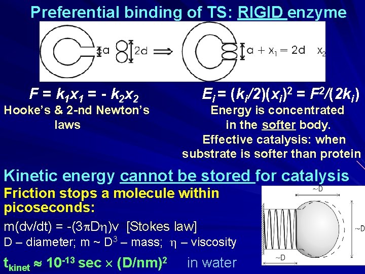 Preferential binding of TS: RIGID enzyme F = k 1 x 1 = -