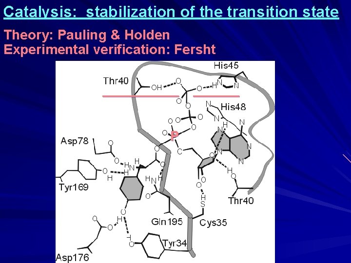 Catalysis: stabilization of the transition state Theory: Pauling & Holden Experimental verification: Fersht _____