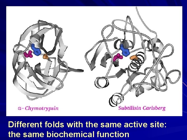 Different folds with the same active site: the same biochemical function 
