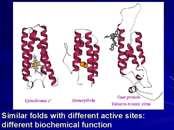 Similar folds with different active sites: different biochemical function 