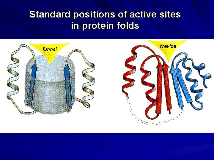 Standard positions of active sites in protein folds 