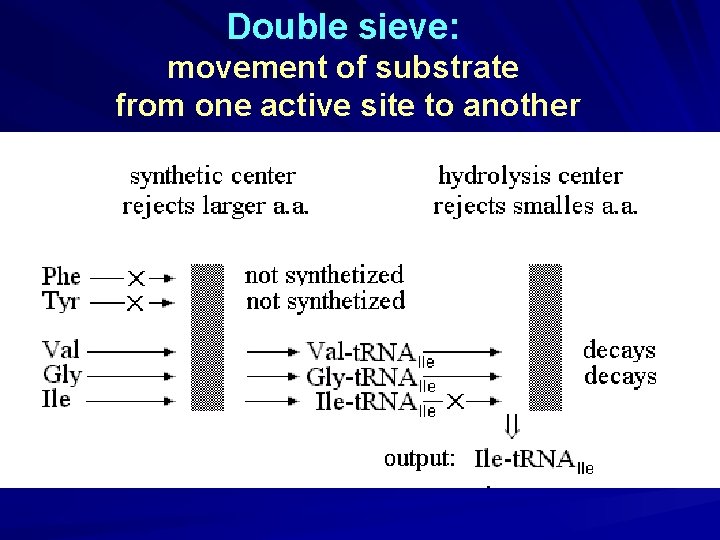 Double sieve: movement of substrate from one active site to another 