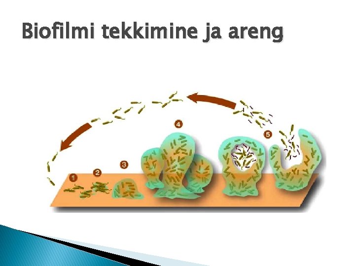 Biofilmi tekkimine ja areng 