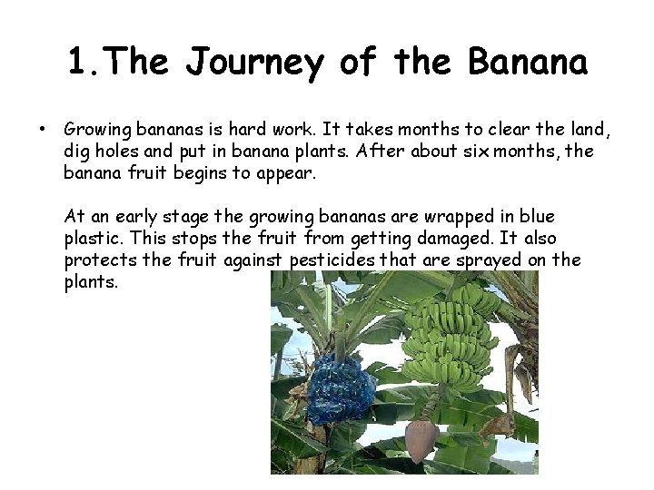 1. The Journey of the Banana • Growing bananas is hard work. It takes