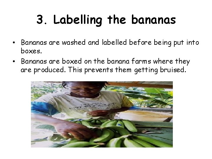 3. Labelling the bananas • Bananas are washed and labelled before being put into