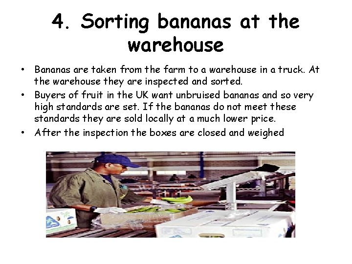 4. Sorting bananas at the warehouse • Bananas are taken from the farm to
