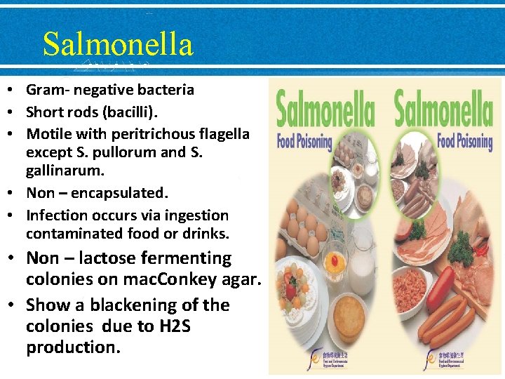 Salmonella • Gram- negative bacteria • Short rods (bacilli). • Motile with peritrichous flagella