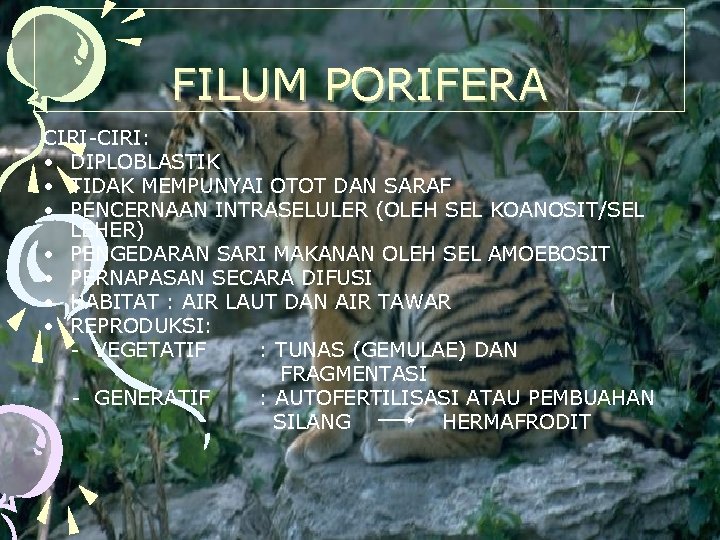 FILUM PORIFERA CIRI-CIRI: • DIPLOBLASTIK • TIDAK MEMPUNYAI OTOT DAN SARAF • PENCERNAAN INTRASELULER