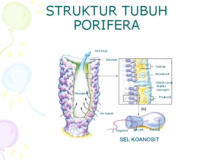 STRUKTUR TUBUH PORIFERA Air keluar Oskulum Spikula Amoebosit Ostium (pori) Matriks (spongin) Spongosol Pinakosit