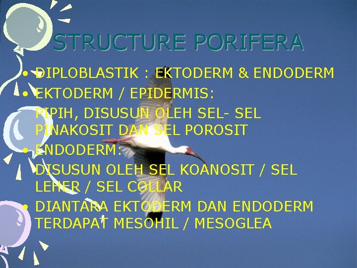 STRUCTURE PORIFERA • DIPLOBLASTIK : EKTODERM & ENDODERM • EKTODERM / EPIDERMIS: PIPIH, DISUSUN