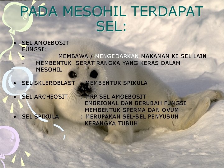 PADA MESOHIL TERDAPAT SEL: • SEL AMOEBOSIT FUNGSI: MEMBAWA / MENGEDARKAN MAKANAN KE SEL