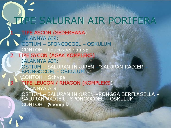 TIPE SALURAN AIR PORIFERA 1. TIPE ASCON (SEDERHANA) JALANNYA AIR: OSTIUM – SPONGOCOEL –