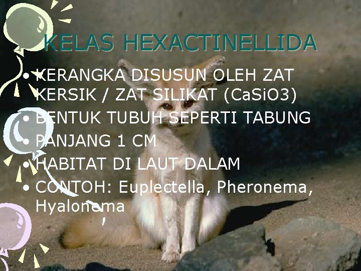 KELAS HEXACTINELLIDA • KERANGKA DISUSUN OLEH ZAT KERSIK / ZAT SILIKAT (Ca. Si. O