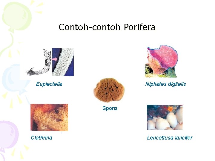 Contoh-contoh Porifera Euplectella Niphates digitalis Spons Clathrina Leucettusa lancifer 