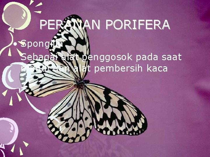 PERANAN PORIFERA • Spongilla Sebagai alat penggosok pada saat mandi dan alat pembersih kaca