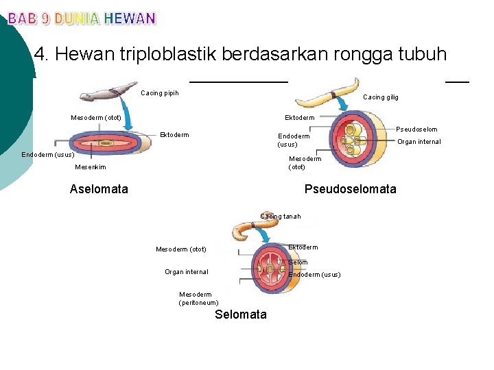 4. Hewan triploblastik berdasarkan rongga tubuh Cacing pipih Cacing gilig Mesoderm (otot) Ektoderm Endoderm