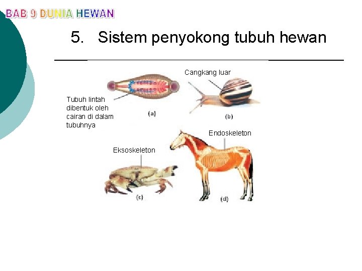 5. Sistem penyokong tubuh hewan Cangkang luar Tubuh lintah dibentuk oleh cairan di dalam