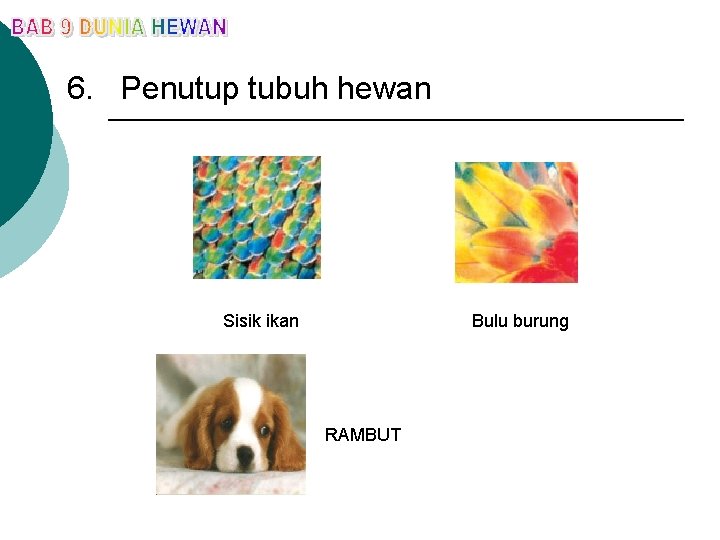 6. Penutup tubuh hewan Sisik ikan Bulu burung RAMBUT 