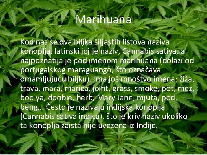 Marihuana Kod nas se ova biljka šiljastih listova naziva konoplja, latinski joj je naziv,