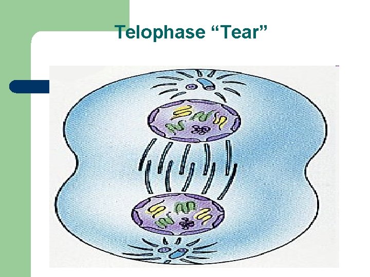 Telophase “Tear” Telophase “Tear”