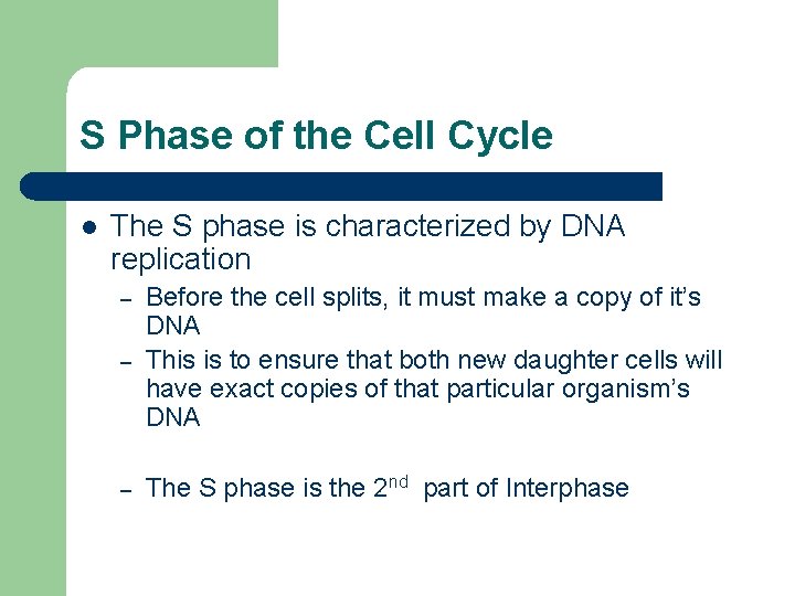 S Phase of the Cell Cycle l The S phase is characterized by DNA S Phase of the Cell Cycle l The S phase is characterized by DNA