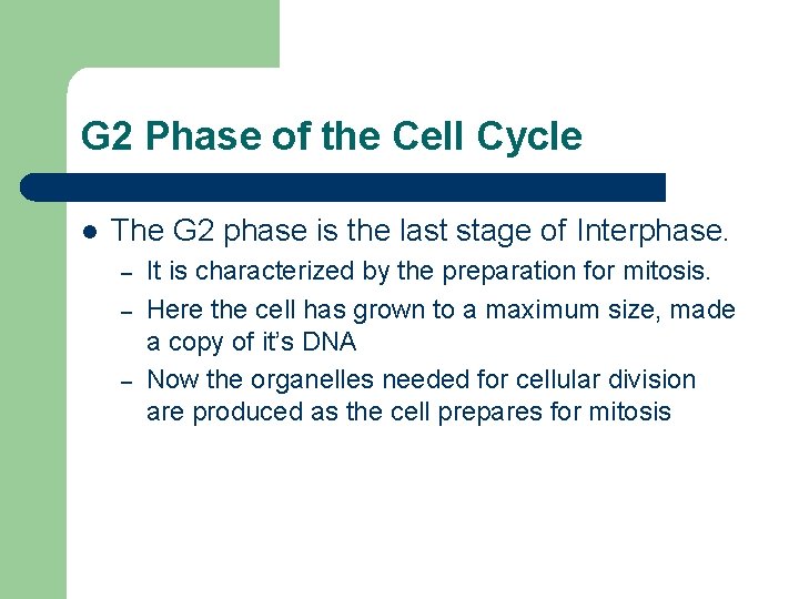 G 2 Phase of the Cell Cycle l The G 2 phase is the G 2 Phase of the Cell Cycle l The G 2 phase is the