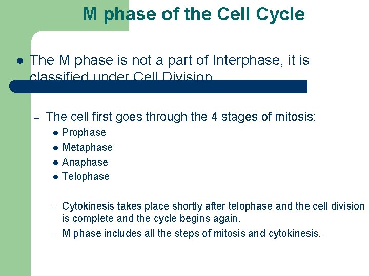 M phase of the Cell Cycle l The M phase is not a part M phase of the Cell Cycle l The M phase is not a part