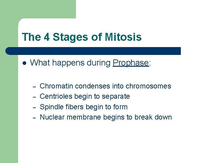 The 4 Stages of Mitosis l What happens during Prophase: – – Chromatin condenses The 4 Stages of Mitosis l What happens during Prophase: – – Chromatin condenses