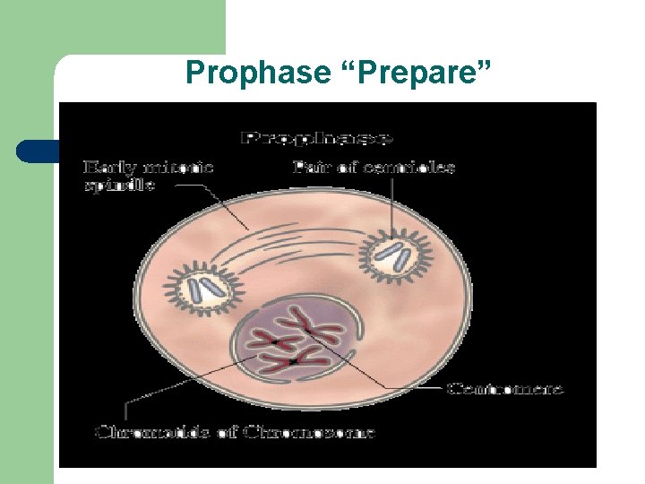 Prophase “Prepare” Prophase “Prepare”