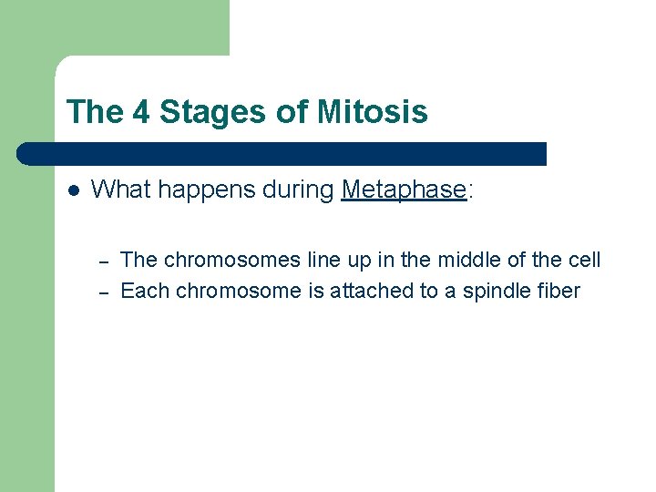 The 4 Stages of Mitosis l What happens during Metaphase: – – The chromosomes The 4 Stages of Mitosis l What happens during Metaphase: – – The chromosomes