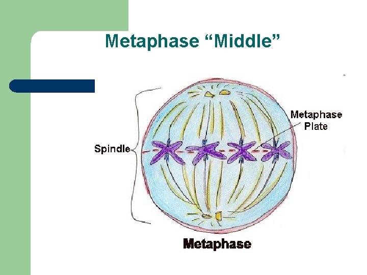 Metaphase “Middle” Metaphase “Middle”