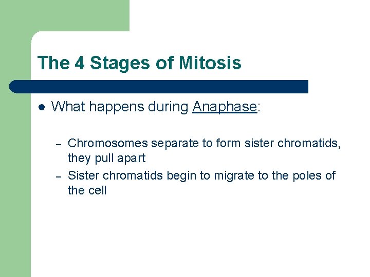 The 4 Stages of Mitosis l What happens during Anaphase: – – Chromosomes separate The 4 Stages of Mitosis l What happens during Anaphase: – – Chromosomes separate