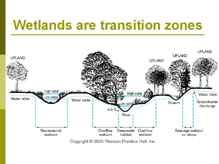 Wetlands are transition zones 