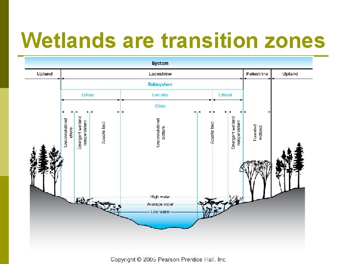 Wetlands are transition zones 
