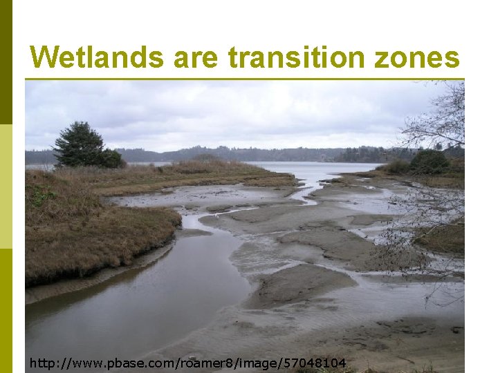 Wetlands are transition zones http: //www. pbase. com/roamer 8/image/57048104 