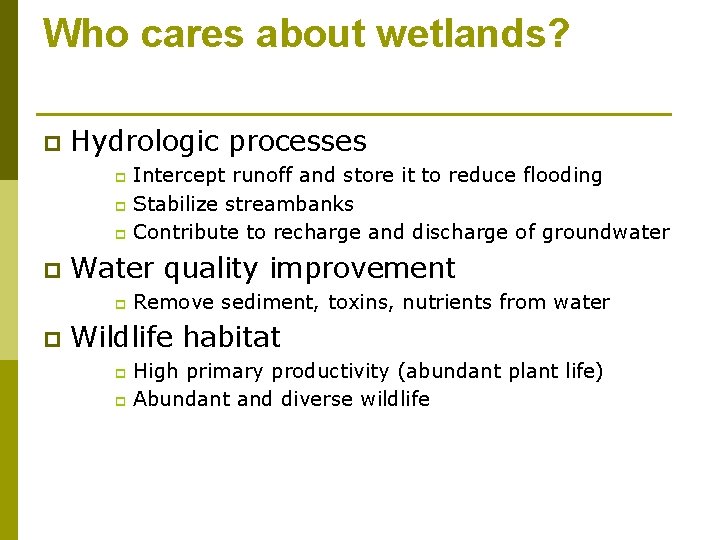 Who cares about wetlands? p Hydrologic processes Intercept runoff and store it to reduce