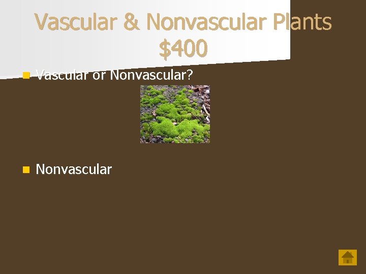Vascular & Nonvascular Plants $400 n Vascular or Nonvascular? n Nonvascular 
