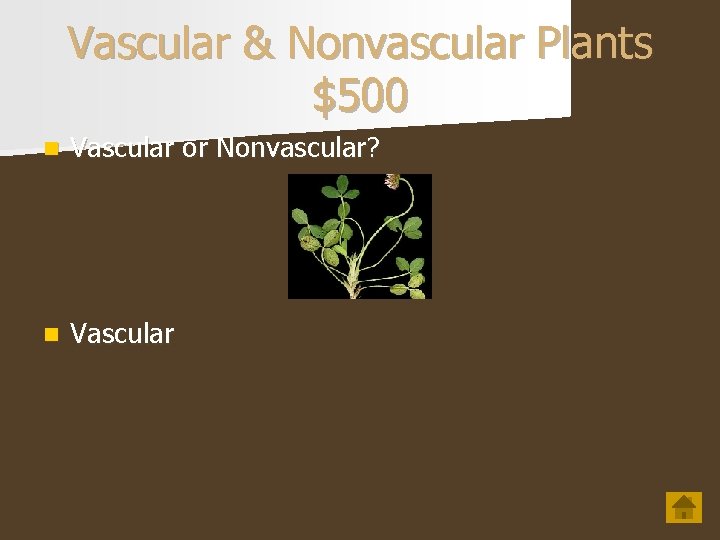 Vascular & Nonvascular Plants $500 n Vascular or Nonvascular? n Vascular 