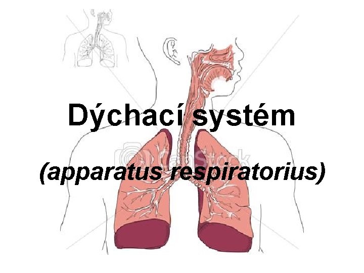 Dýchací systém (apparatus respiratorius) 