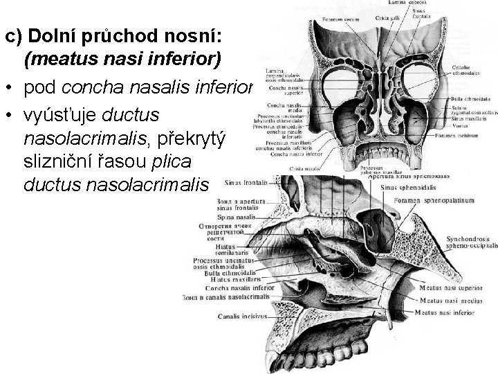 c) Dolní průchod nosní: (meatus nasi inferior) • pod concha nasalis inferior • vyúsťuje