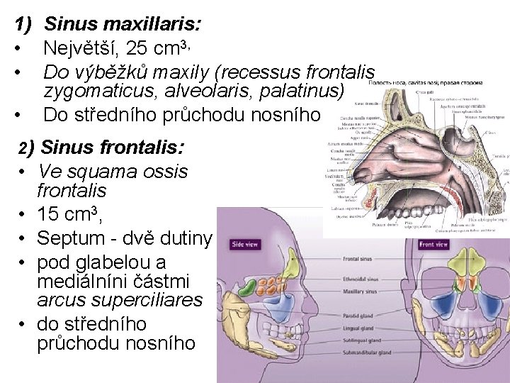 1) Sinus maxillaris: • Největší, 25 cm 3, • Do výběžků maxily (recessus frontalis