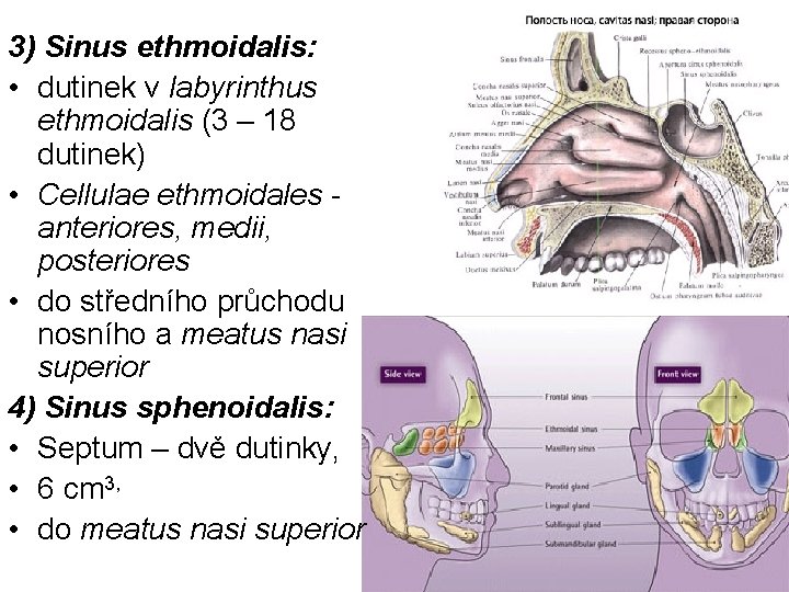 3) Sinus ethmoidalis: • dutinek v labyrinthus ethmoidalis (3 – 18 dutinek) • Cellulae