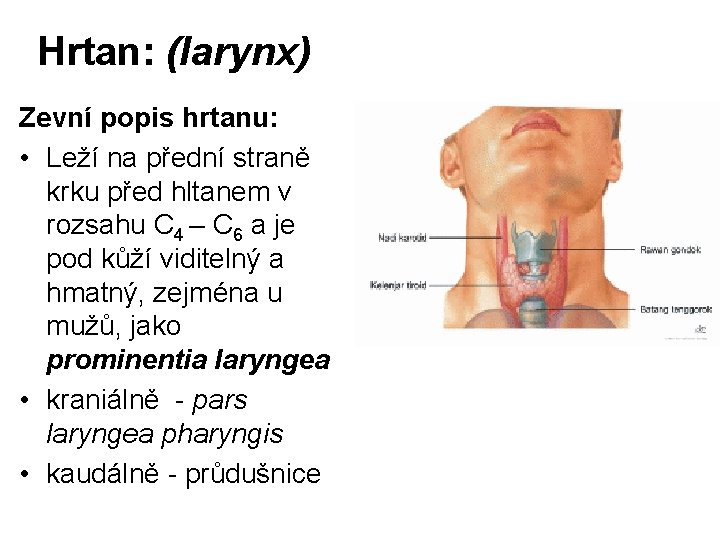 Hrtan: (larynx) Zevní popis hrtanu: • Leží na přední straně krku před hltanem v