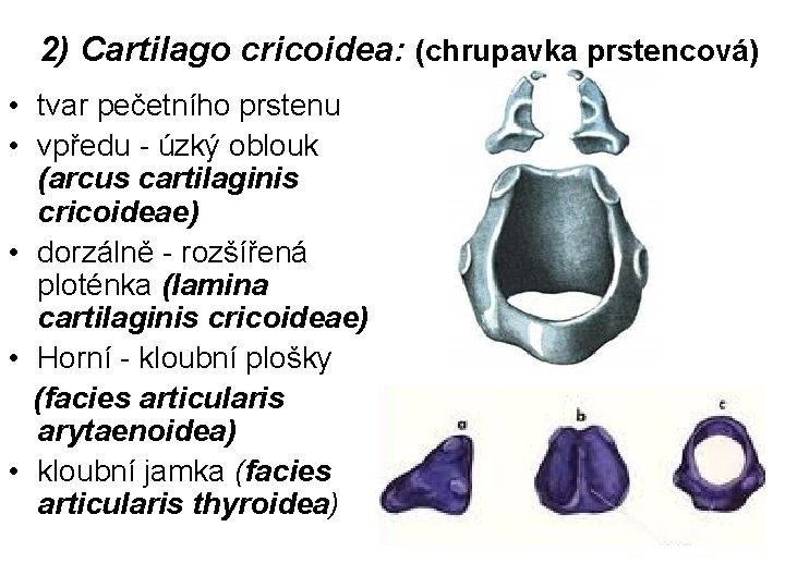 2) Cartilago cricoidea: (chrupavka prstencová) • tvar pečetního prstenu • vpředu - úzký oblouk