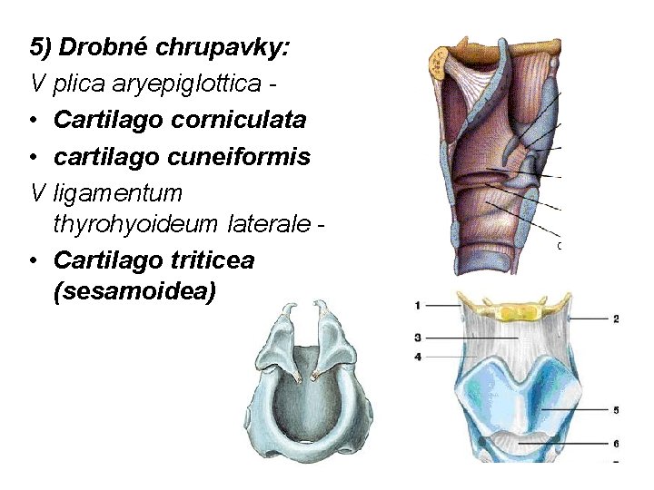 5) Drobné chrupavky: V plica aryepiglottica • Cartilago corniculata • cartilago cuneiformis V ligamentum